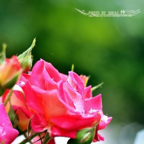 雨后-娇艳欲滴的【月季花】