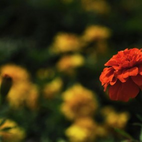 大明宫中的中国梦