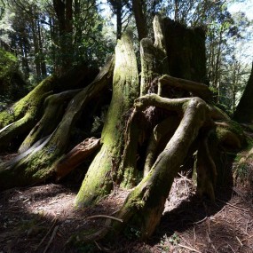 【实拍】阿里山的树木阿里山的景