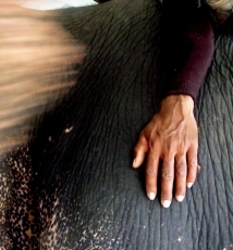 萧玮 在野地里疯长