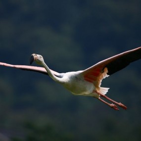 看看大白怎么打鸟的。。。。