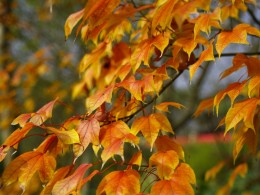 《最后的疯狂》