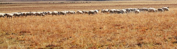 蓝蓝的天上白云飘——拍摄于若尔盖草原