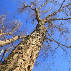 冬天的树，别样的风情