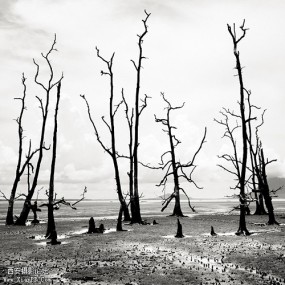 Josef Hoflehner摄影系列之婆罗洲