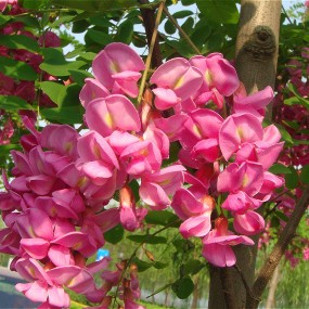 人间四月芳菲尽，槐花飘香润心脾