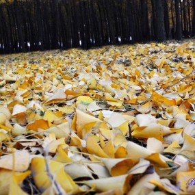 【小游、第四帖】汉阳陵银杏树