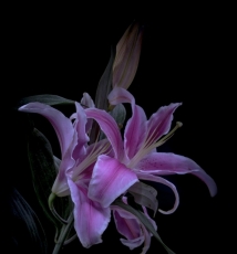 慢速快门＋均匀扫光:极简构图下的美丽花卉