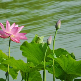 丰庆公园荷花香