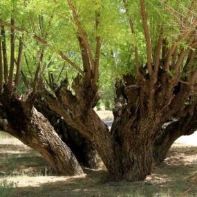 千年旱柳（靖边）