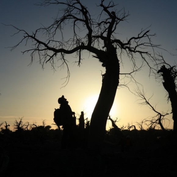 额济纳怪树林暮色