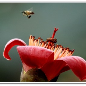 蜂恋红棉花