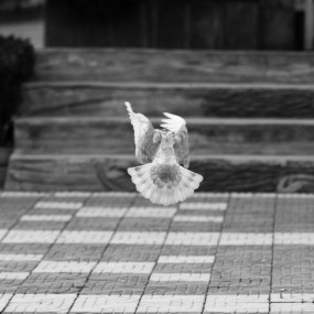 兴庆公园拍和平鸽