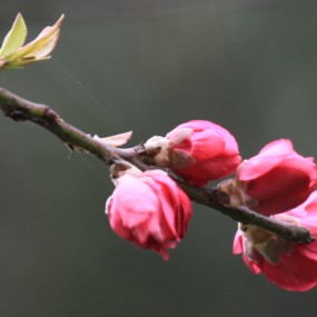 老袁习作；‘春色意浓’