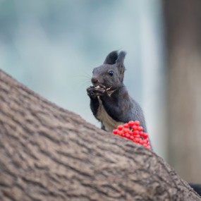 松鼠小黑-【航海王基德】