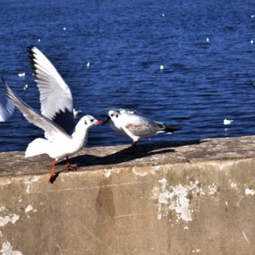 拍海鸥