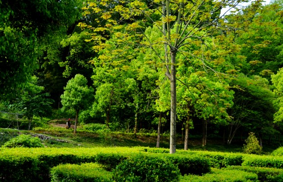 『最美乡村——婺源小景』