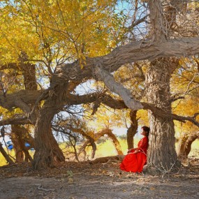 美丽的胡杨林- 赞美篇