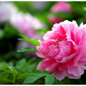 花开富贵 洛阳牡丹