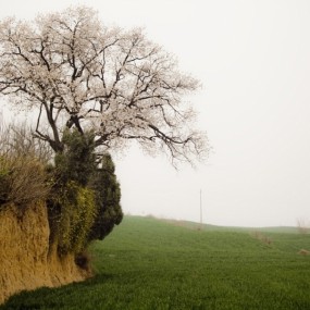 西安蓝田杏花林