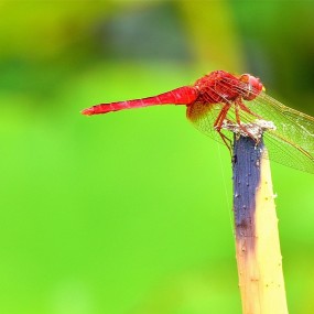 美丽的红蜻蜓