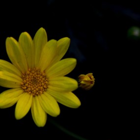 傲霜怒放----黄金菊