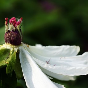 交大的花花草草