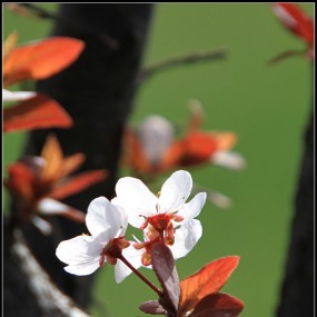 春天来了。。。。。。