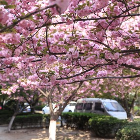 世园小景＋楼下樱花，第一次发帖求鼓励