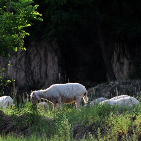逆光羊群