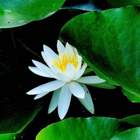 青蛙王子与睡莲