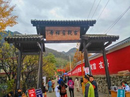 千年古银杏   黄金铺满地（手机版）