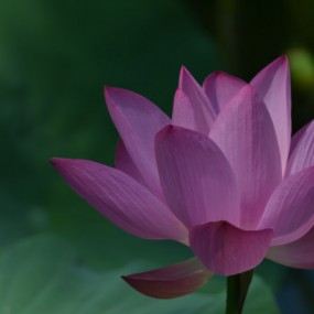 今年夏天在北京拍的