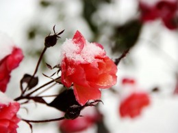 雪中花