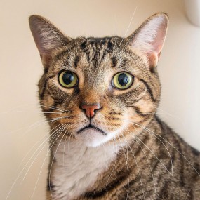 不高冷的喵星人