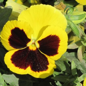 《西安植物园游记》