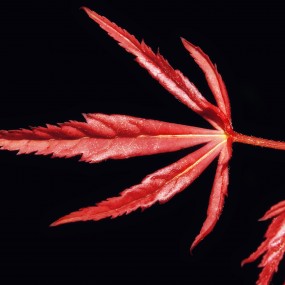 布衣→近摄小景-红叶子