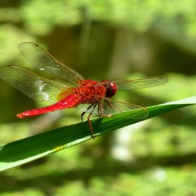 红蜻蜓