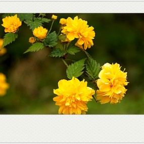 【习 拍】春 风 轻 舞 黄 花 香