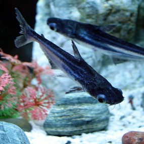 家里水族的新成员