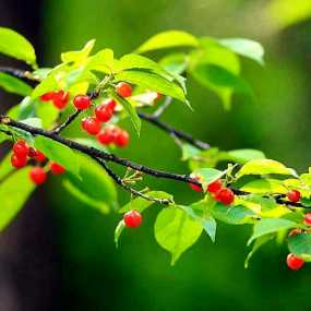 白鹿塬樱桃红了