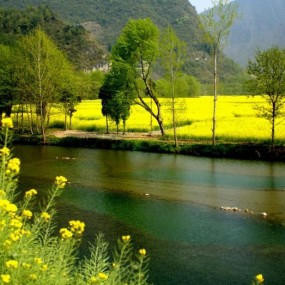 汉中油菜花随拍