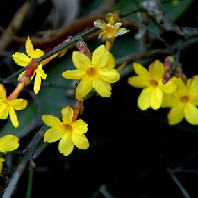 鱼池边上盛开的迎春花