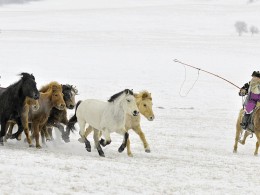 乌兰布统行摄---套马的汉子