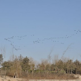 冬末----北飞的雁