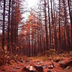 【忒色长安·我的城市我的心】之 “鸡窝子的红与黄”