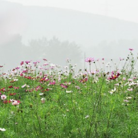 蓝田汤峪桑格花 FOR LOVERS