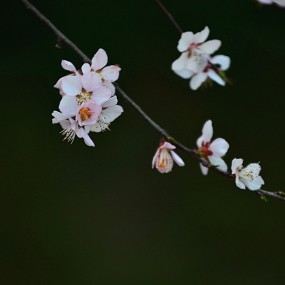 春暖花开。2013.3.6