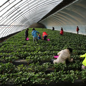 采摘草莓又当时