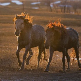 美丽的草原，雄壮的骏马